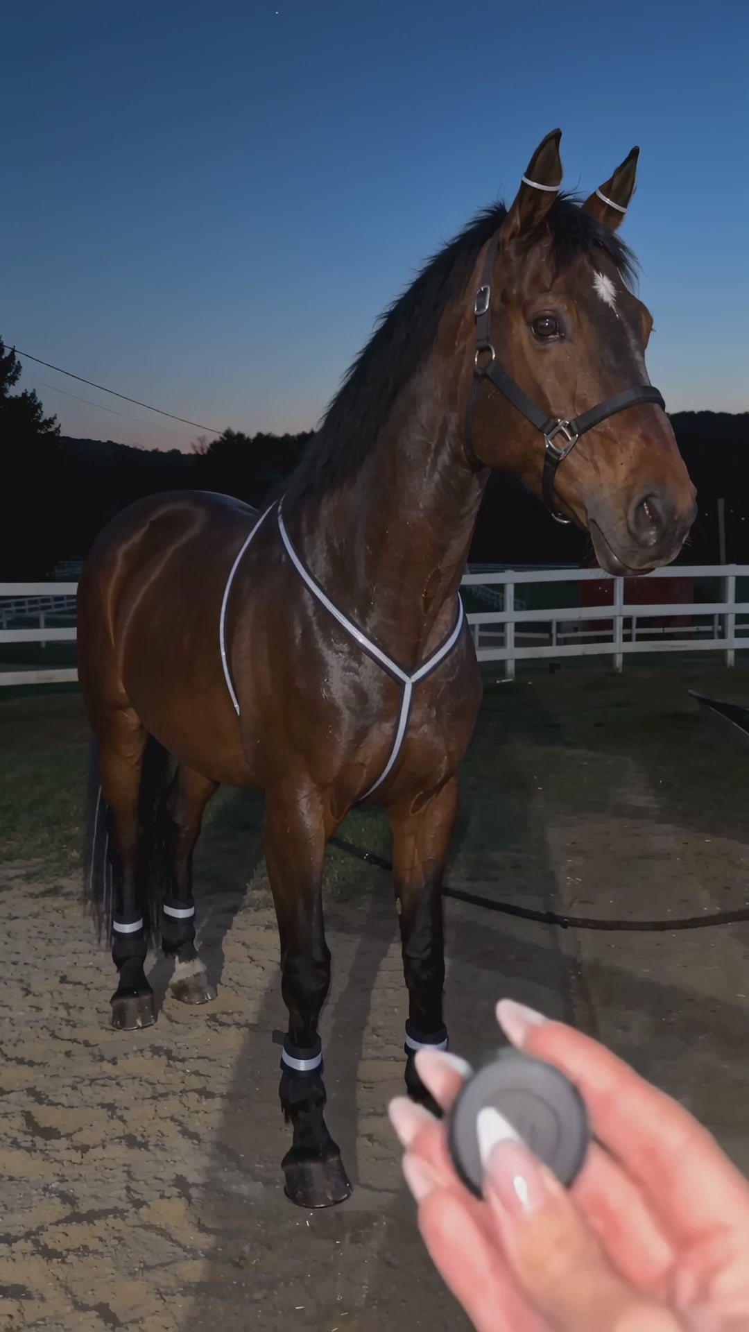 Horse wearing LED glow kit on an evening ride